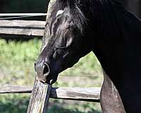 black-filly-for-sale