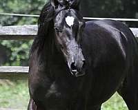 black-arabian-for-sale