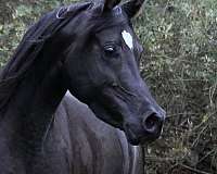 14-hand-arabian-horse