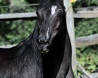 14-hand-black-horse