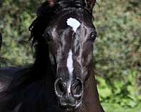 crabbet-arabian-horse