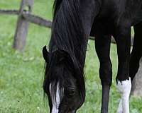 breeding-stock-arabian-horse