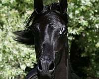 discounts-arabian-horse