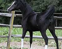 black-arabian-horses-filly