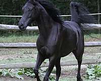 black-arabian-horses-filly