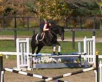 beginner-thoroughbred-horse