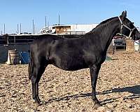 package-deal-andalusian-horse