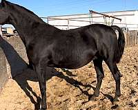 black-breeding-dressage-horse