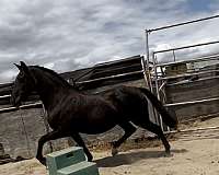 ranch-trained-lusitano-horse