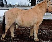 utd-fjord-horse