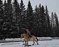 coggins-fjord-horse