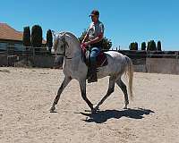 lusitano-colt