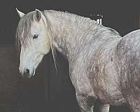 picasso-lusitano-horse