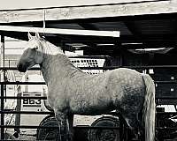 prince-lusitano-horse