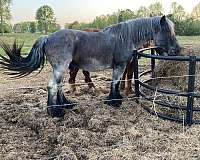 flashy-paint-gelding-quarter-horse