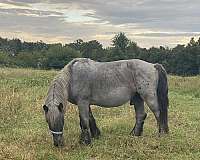 flashy-paint-gelding-quarter-horse