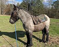 blue-roan-with-faint-white-star-color-tested-ucdavis-horse