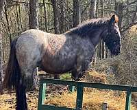 bay-overo-black-chestnut-white-paint-horse