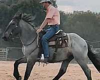 black-chestnut-white-paint-horse