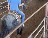 blue-roan-with-faint-white-star-color-tested-ucdavis-horse