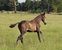 semen-andalusian-horse