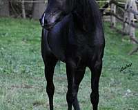 black-arabian-colt