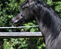 black-hunter-under-saddle-horse