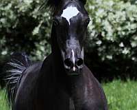 black-breeding-horse