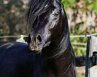 endurance-arabian-horse