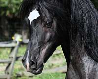 endurance-arabian-horse