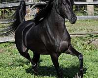 hunter-under-saddle-arabian-horse