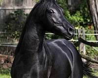 black-arabian-colt