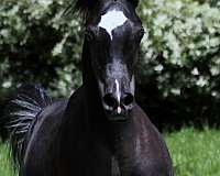 black-arabian-colt