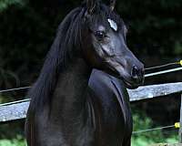 black-arabian-colt