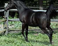 black-breeding-horse