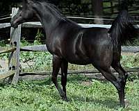 black-halter-horse