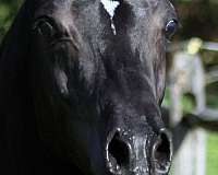 black-halter-horse