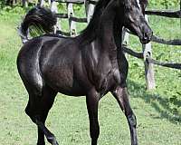 black-hunter-under-saddle-horse