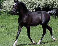 black-halter-horse