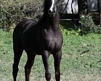 black-hunter-under-saddle-horse
