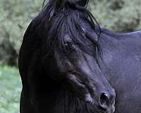 black-western-pleasure-horse