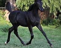 black-western-pleasure-horse