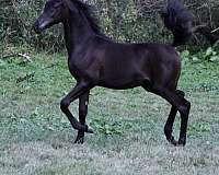 black-western-pleasure-horse