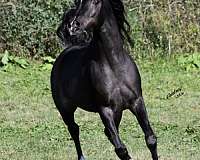 breeding-colt