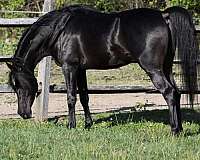 endurance-colt