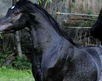 halter-colt