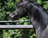 hunter-under-saddle-colt