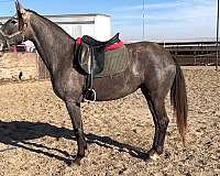 lusitano-filly