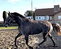 girl-lusitano-horse