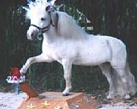 finished-miniature-horse